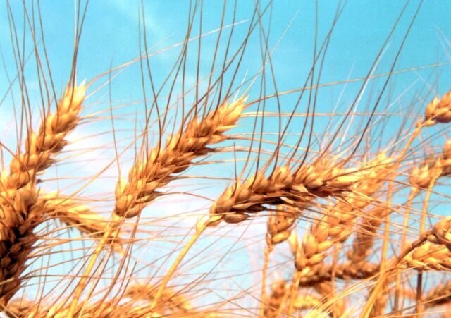 Яровая твердая пшеница