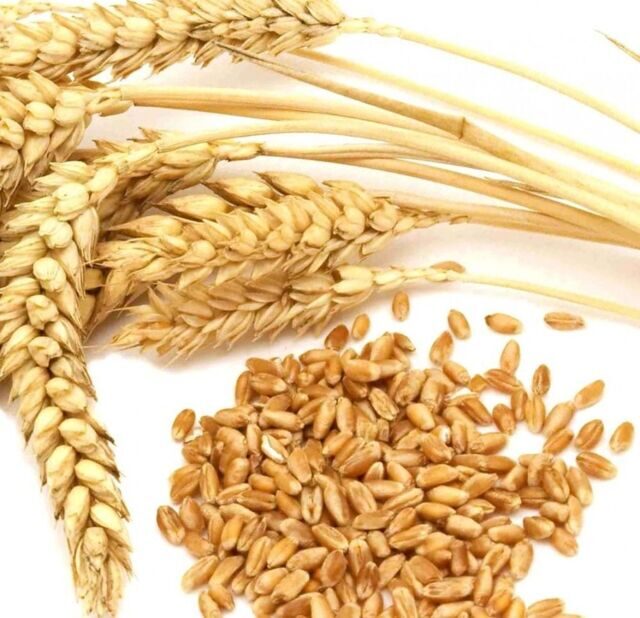 Яровая мягкая пшеница